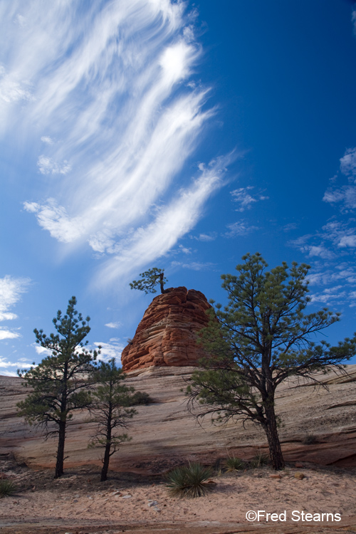 Zion National Park, Pine Tree