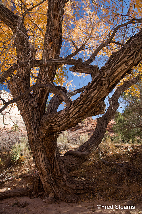 Zion National Park, Various