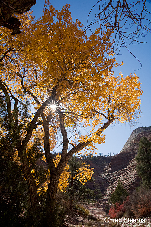 Zion National Park, Various