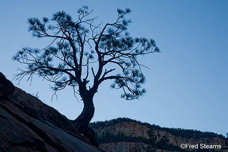 Zion National Park Various