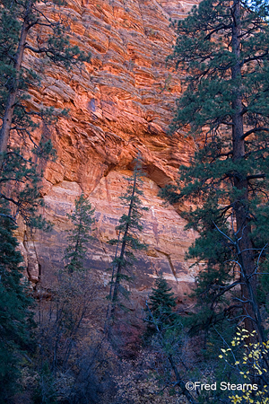 Zion National Park Red Cliff