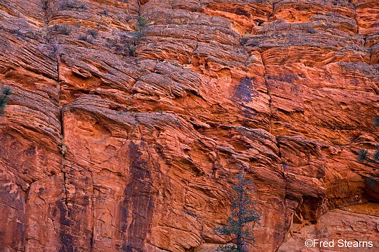 Zion National Park, Red Cliff