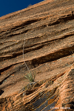 Zion National Park Scallop Gulch