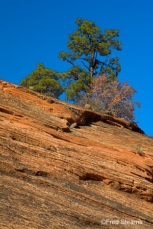 Zion National Park Scallop Gulch