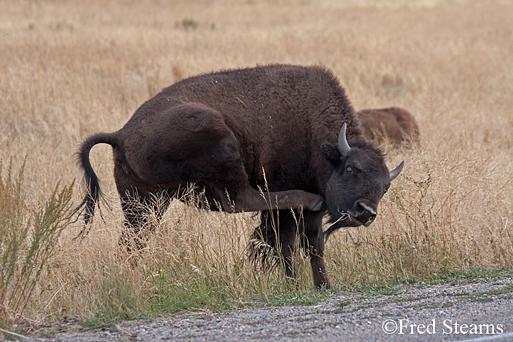 Grand Teton NP Bison