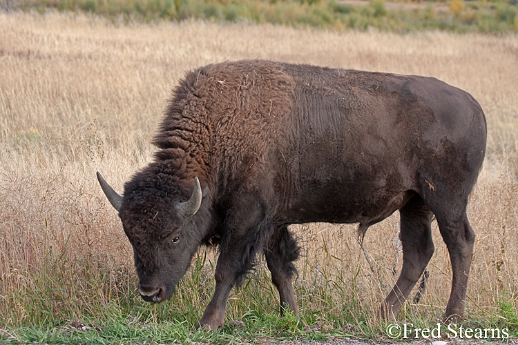 Grand Teton NP Bull Bison