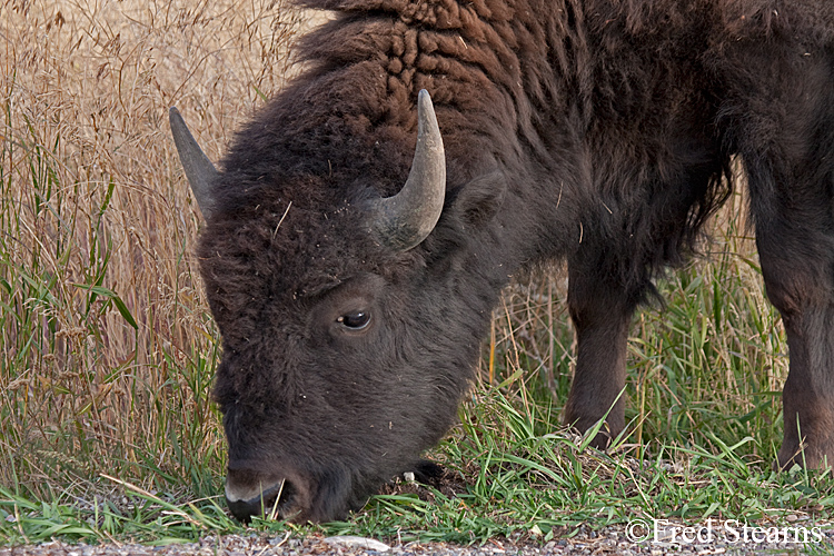 Grand Teton NP Bison Portrait