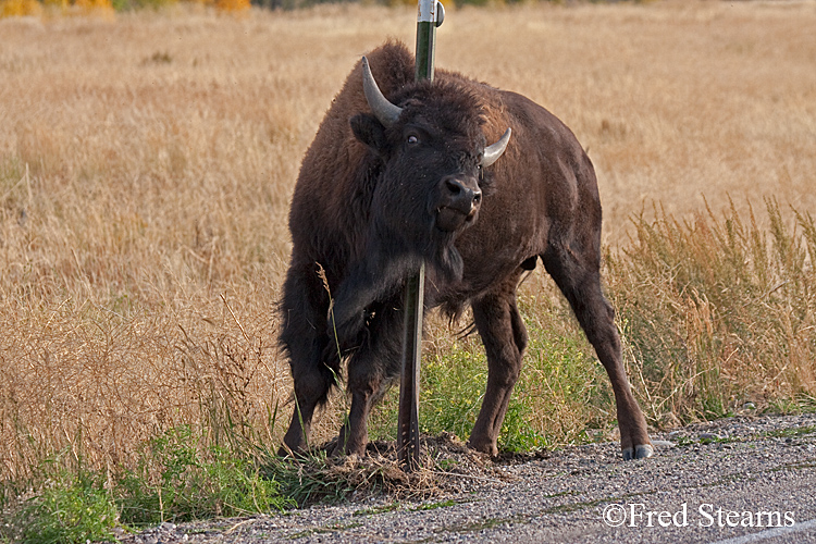 Grand Teton NP Bison Scratching