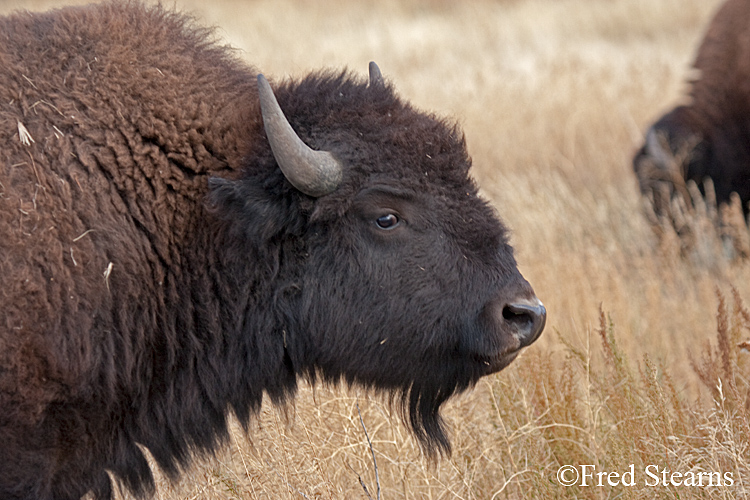 Grand Teton NP Bison Portrait