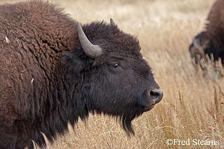 Grand Tetons NP Bison