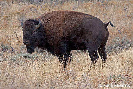 Grand Tetons NP Bison