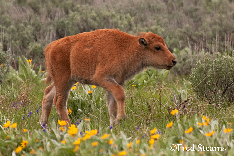 Grand Teton NP Bison Calf