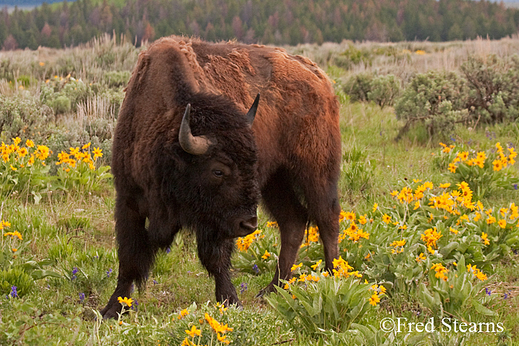 Grand Teton NP Bison