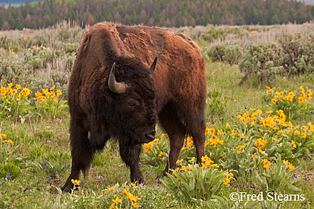 Grand Tetons NP Bison