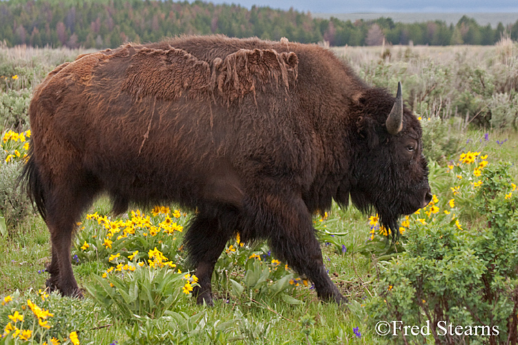 Grand Teton NP Bison Bull