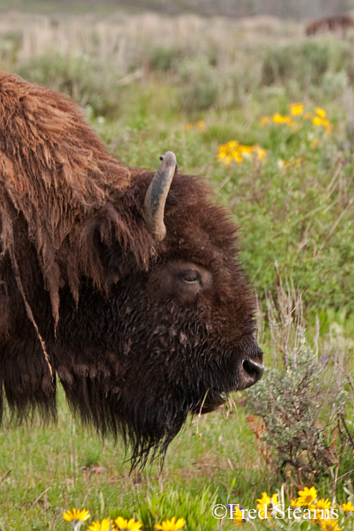 Grand Teton NP Bison Portrait