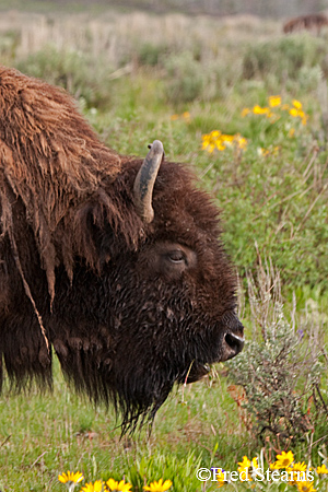 Grand Tetons NP Bison