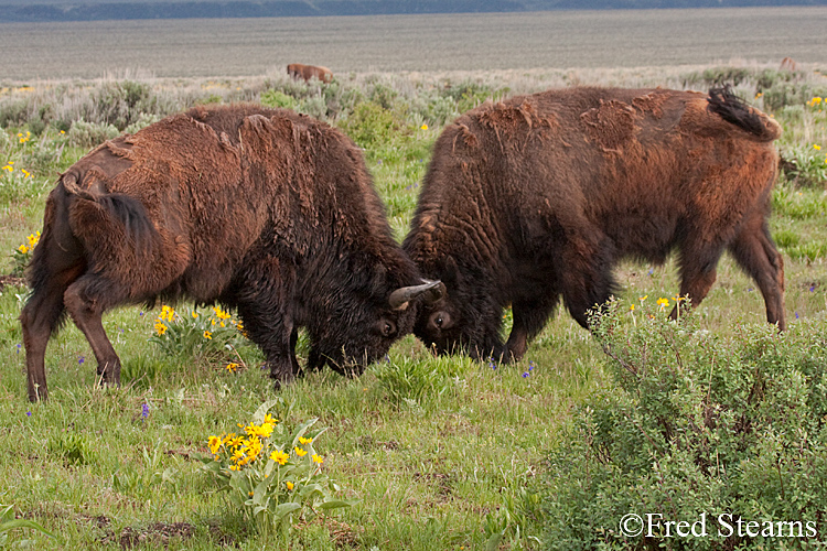 Grand Teton NP Bison Portrait