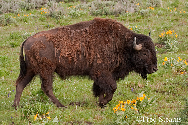 Grand Teton NP Bison Portrait