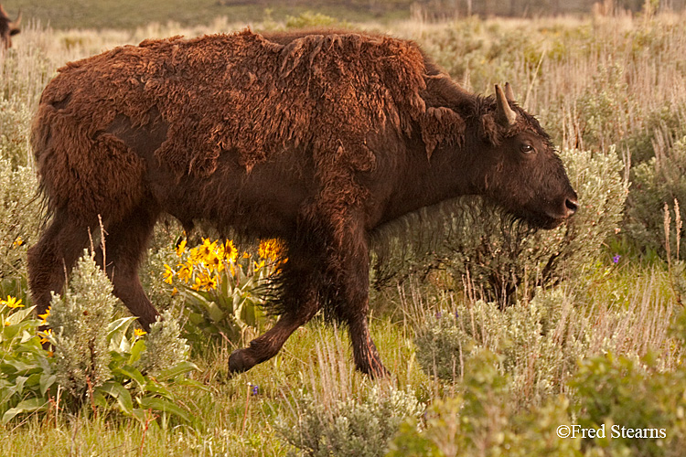 Grand Teton NP Bison