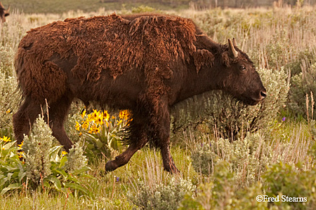 Grand Tetons NP Bison