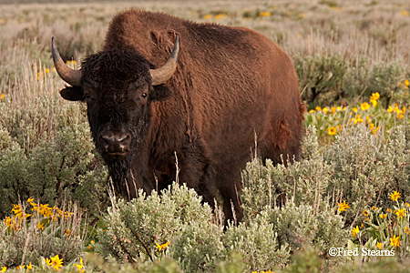 Grand Tetons NP Bison