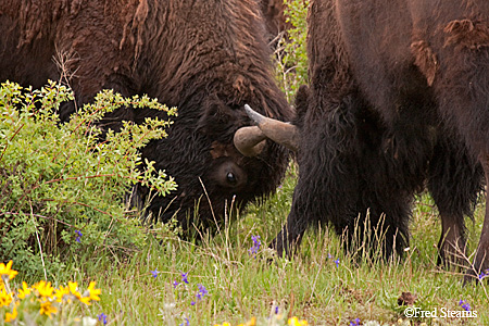 Grand Tetons NP Bison