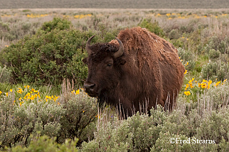 Grand Tetons NP Bison Bulls