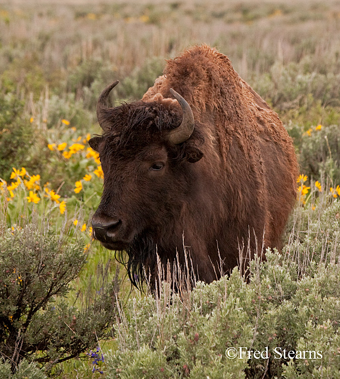 Grand Teton NP Bison