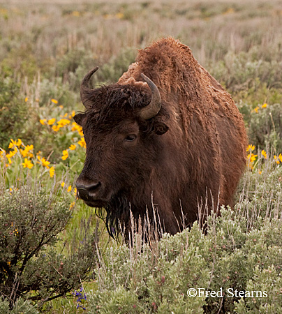 Grand Tetons NP Bison