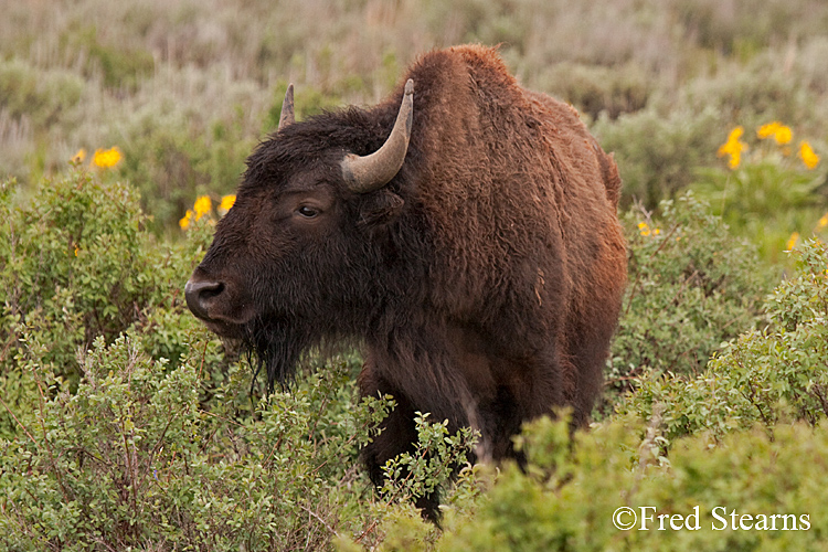 Grand Teton NP Bison