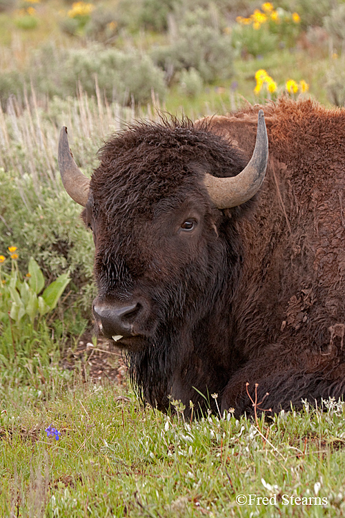 Grand Teton NP Bison