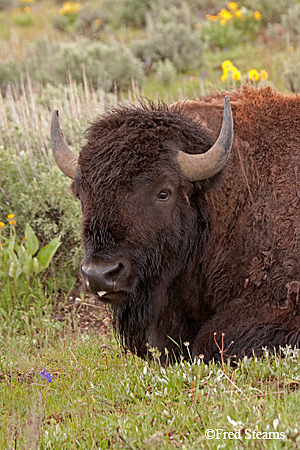 Grand Tetons NP Bison