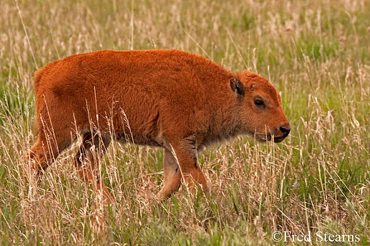 Grand Teton NP Bison Calf