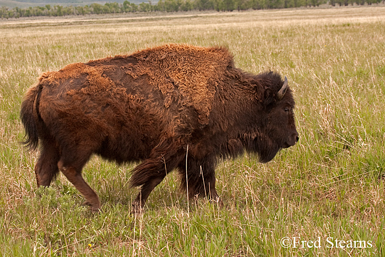 Grand Teton NP Bison Calf