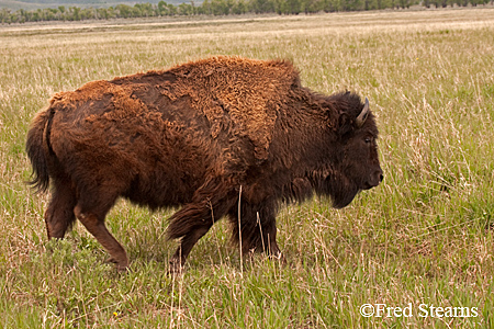 Grand Tetons NP Bison