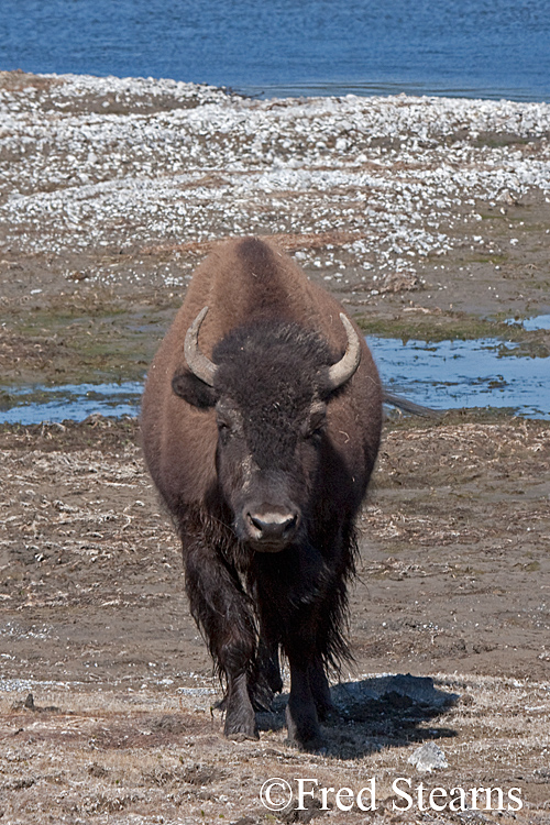 Yellowstone NP Bison