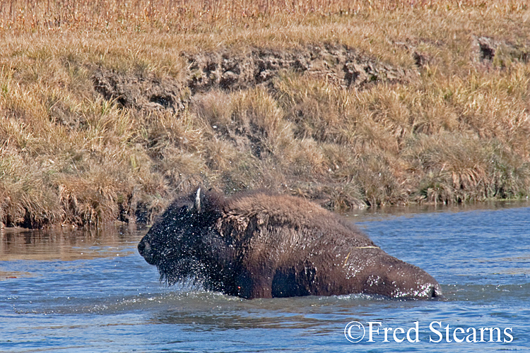 Yellowstone NP Bison