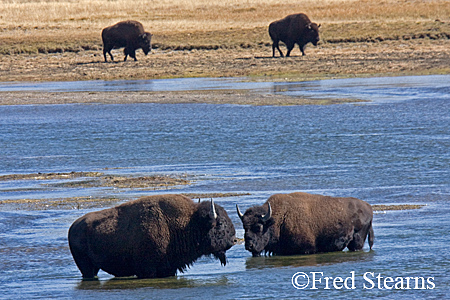 Yellowstone NP Bison