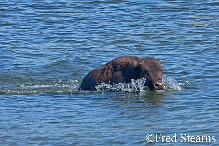 Yellowstone NP Bison