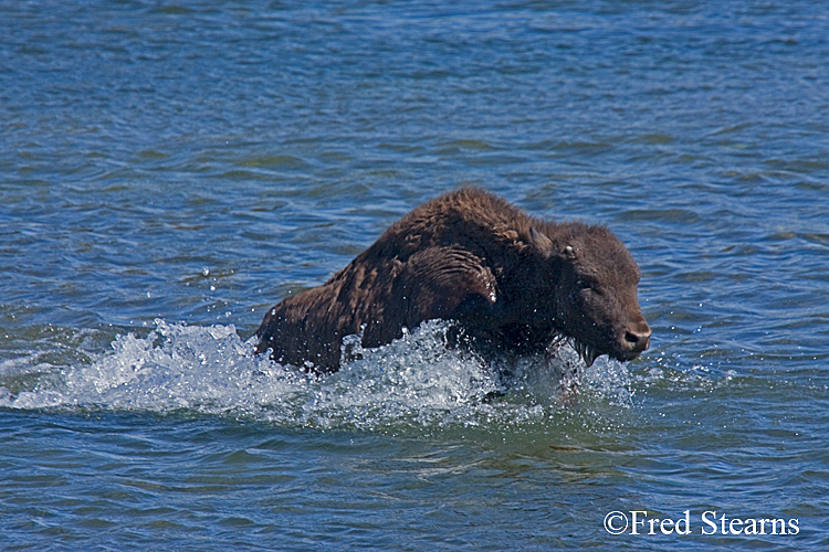 Yellowstone NP Bison