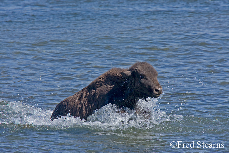 Yellowstone NP Bison