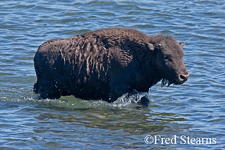 Yellowstone NP Bison