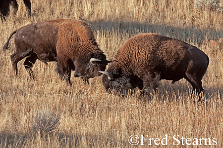 Yellowstone NP Bison