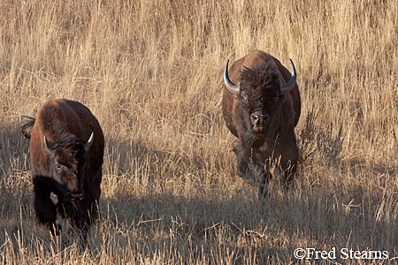 Yellowstone NP Bison