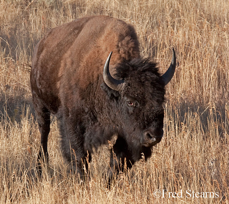 Yellowstone NP Bison