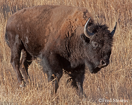 Yellowstone NP Bison