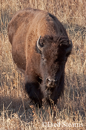 Yellowstone NP Bison