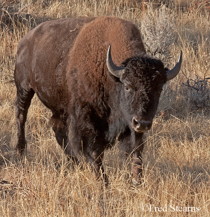 Yellowstone NP Bison