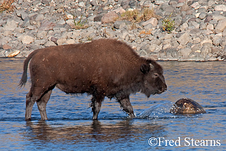 Yellowstone NP Bison